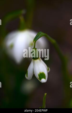 Galanthus Trymming,virescent snowdrop,virescents,galanthus la moriniere in background,early flowering snowdrop,early flowering snowdrops,white flowers Stock Photo