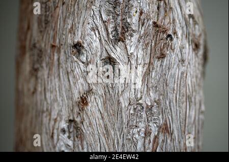 detail of some knots and bark of an old cypress trunk with some resin drops Stock Photo