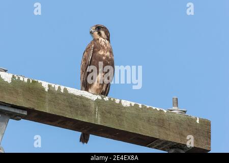 Brown Falcon (Falco berigora), single bird perched on telegraph pole, Paluma, Australia, 11 August 2007 Stock Photo