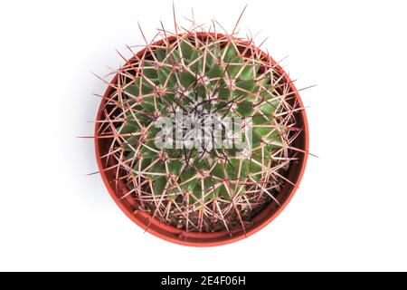 Cactus with large sharp thorns in a pot close-up isolated on white. View from above Stock Photo