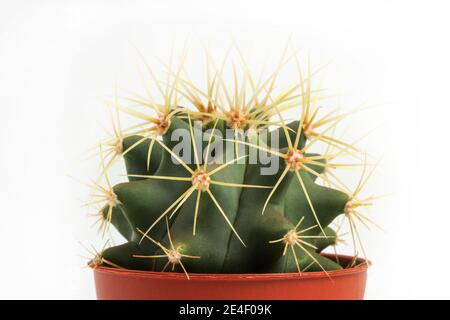 Small cactus with large sharp thorns in a pot close-up isolated on white Stock Photo