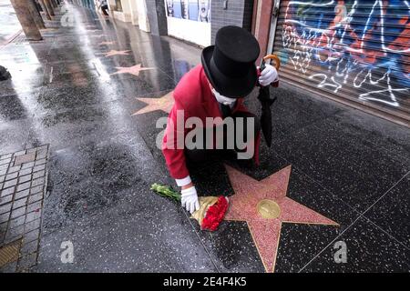 Los Angeles, California, USA. 23rd Jan, 2021. Greg Donovan places flowers at the star of Larry King on the Hollywood Walk of Fame, Saturday, Jan. 23, 2021, in Los Angeles. Former CNN talk show host and broadcasting legend Larry King died this morning at Cedars-Sinai Medical Center in Los Angeles. He was 87. King was hospitalized in late December after contracting COVID-19 and spent time in the hospital's intensive care unit. But no cause of death was released. Credit: Ringo Chiu/ZUMA Wire/Alamy Live News Stock Photo