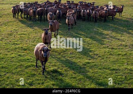 A herd of brown goats on a pasture, some walking forward. Stock Photo