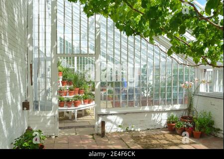 Interior of beautiful old greenhouse with potted plants and vines. Stock Photo