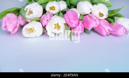 16-9 header of Beautiful pink and white tulips in a row with a blank space below  on a light blue background for holiday events Mother's Day Easter Va Stock Photo
