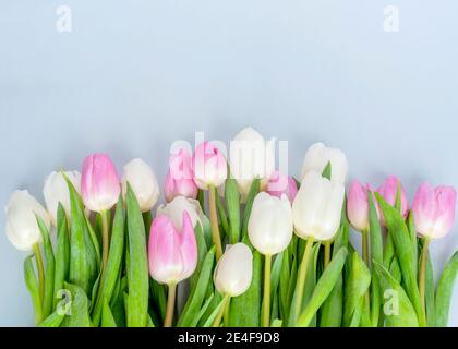 Beautiful pink and white tulips in a row with a blank space above  on a light blue background for text ideal for holiday events Mother's Day Easter Va Stock Photo