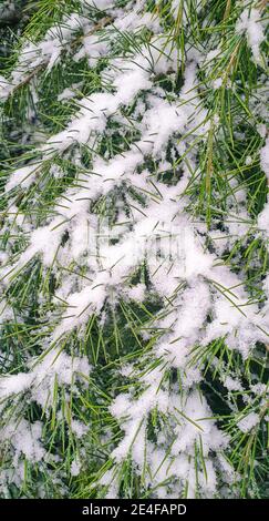 Fresh snow on the branches of a cedar tree Stock Photo