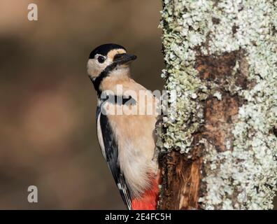 Male Great Spotted Woodpecker (Dendrocopus major) on a lichen covered oak tree. Stock Photo