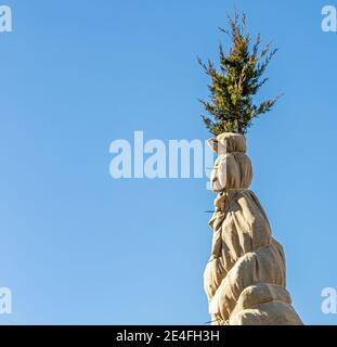 The top of an evergreen wrapped in burlap against a blue sky Stock Photo