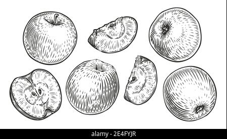 Apple fruit set. Engraved organic food hand drawn sketch engraving vector Stock Vector