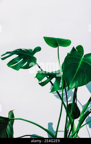 Background texture of a bright green Monstera plant (also called swiss cheese plant) isolated against a white background with lots of space for text Stock Photo