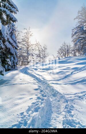 Winding hiking trail in the deep, sparkling fresh snow on a sunny day climbing up a mountain along a forrest over a meadow Stock Photo