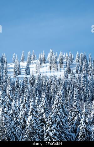 beautiful spruce trees in a mountain woodland in the Alps in Slovenia, covered in fresh snow on a on a clear cold, sunny day in winter with blue skies Stock Photo