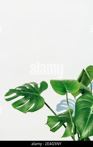 Background texture of a bright green Monstera plant (also called swiss cheese plant) isolated against a white background with lots of space for text Stock Photo