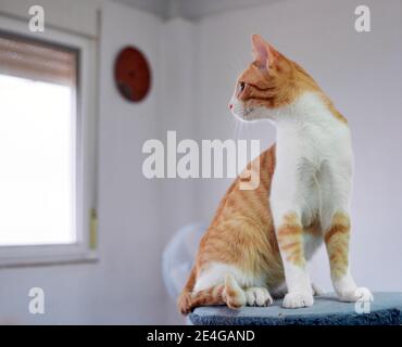 White and ginger cat sitting on the cat tree Stock Photo