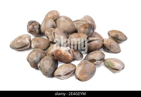 Fresh Clams  on white background Stock Photo