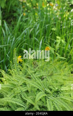 Five-fingered maidenhair fern (Adiantum pedatum) grows in a garden in May Stock Photo