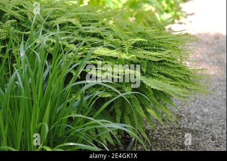 Five-fingered maidenhair fern (Adiantum pedatum) grows in a garden in May Stock Photo