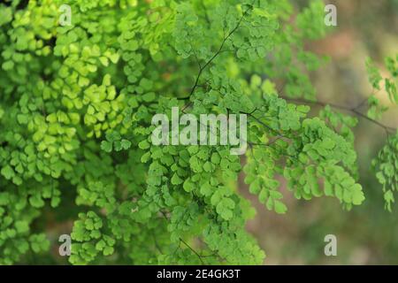 Delta maidenhair fern (Adiantum raddianum) grows in a terra cotta pot in a garden in July Stock Photo