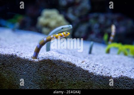 The spotted garden eels (Heteroconger hassi) and the splendid garden eels (Gorgasia preclara) or orange-barred garden eels in aquarium Stock Photo