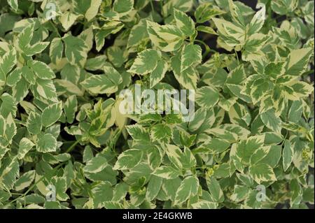 Variegated bishop's weed (Aegopodium podagraria Variegatum) grows in a garden in May 2013 Stock Photo