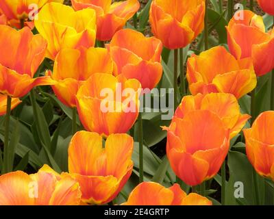 Red and yellow Single Early tulips (Tulipa) Flair bloom in a garden in April Stock Photo
