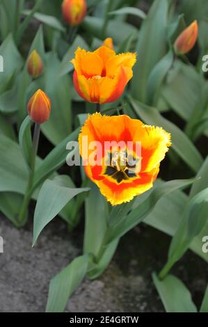 Yellow and red tulips (Tulipa) Flair Fringed bloom in a garden in April Stock Photo