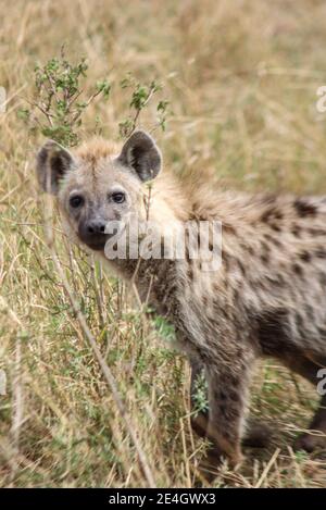 Close up of a spotted Hyena or hyaena at the Masai Mara National Reserve, Kenya, Africa Stock Photo