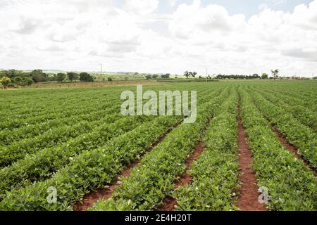 Many peanut seedlings arranged in rows on a plantation. The photo shows the power of nature and agriculture on a bright day and blue sky with clouds. Stock Photo
