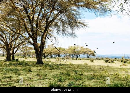 Beautiful landscape of Crescent Island Game Sanctuary (where the movie Out of Africa was filmed) at Lake Naivasha in Kenya, Africa