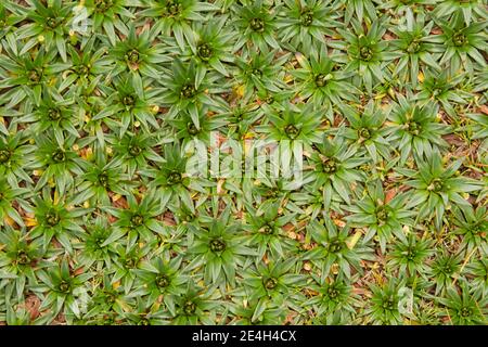 Plant in meadow Stock Photo