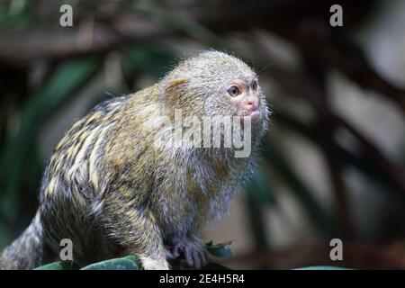 Pygmy marmoset monkey sitting on branch Stock Photo