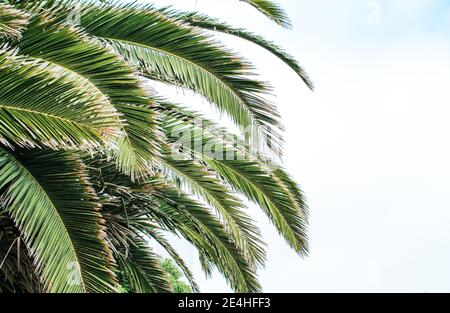 Background picture of Palm leaves blowing in the wind on a sunny day with a lot of white space for text Stock Photo