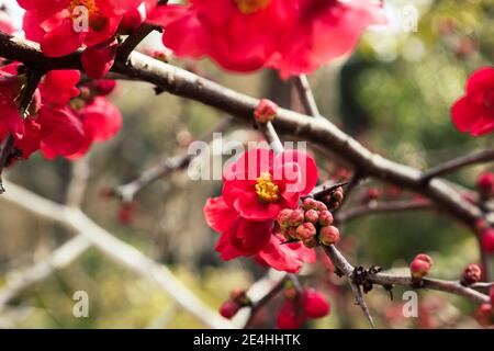 Close up of red Plum Blossoms blooming in spring in a Japanese Garden Stock Photo