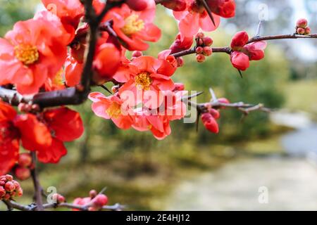 Close up of red Plum Blossoms blooming in spring in a Japanese Garden Stock Photo