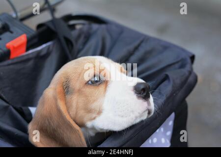 small cute beagle puppy dog. Stock Photo