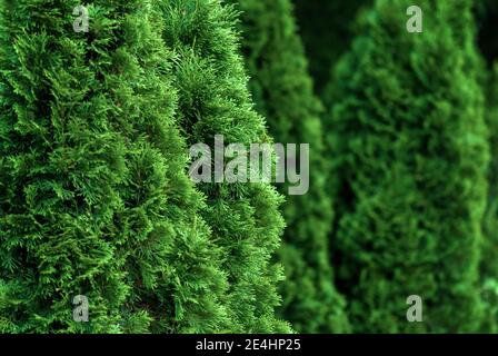 Closeup of cedar thuja trees Stock Photo