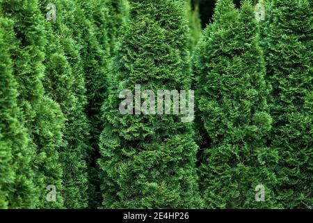 Thuja occidentalis trees growing like a green hedge Stock Photo