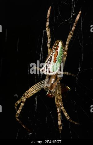 Enamelled Orb Weaver, from side. Stock Photo