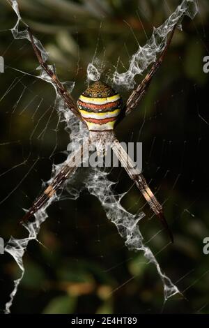 St Andrews Cross Spider, top view. Stock Photo