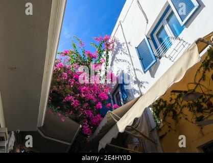 A narrow street of shops with pink bloomed bougainvillea flowers overhead, in the tourist center of Santorini Greece. Stock Photo