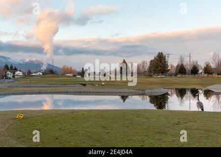 A lone Canadian Goose stands by a small pond water hazard on a golf course in a golf course community of homes in Post Falls, Idaho, USA Stock Photo