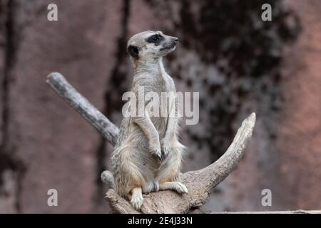 Meerkat standing on a branch looking to the right Stock Photo