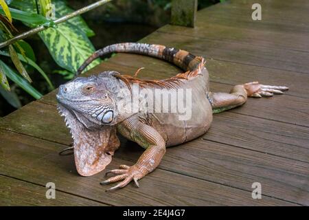 The Red Iguana(Iguana iguana) closeup image.  it actually is green iguana, also known as the American iguana, is a large, arboreal, mostly herbivorous Stock Photo