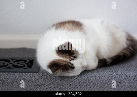 A cat asleep next to a heating vent. Stock Photo