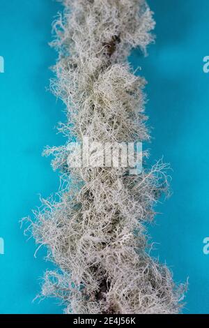 Lichen clinging to a branch, on a blue background. Stock Photo