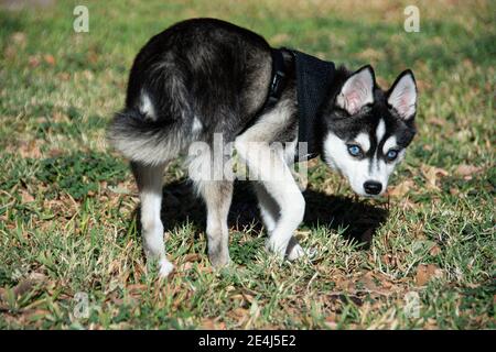 Alaskan Klee Kai Dog. Mini Husky Stock Photo - Image of forest, husky:  151735770