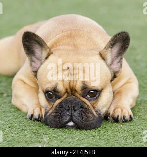 Fawn French Bulldog Puppy Lying Down and Resting with Sad Face Stock Photo