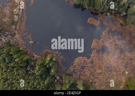 Green pine forest top down image Stock Photo - Alamy