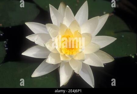CLOSE-UP OF WHITE NYMPHAEA, A HARDY WATER LILY. DARWIN, NORTHERN TERRITORY,  AUSTRALIA. Stock Photo